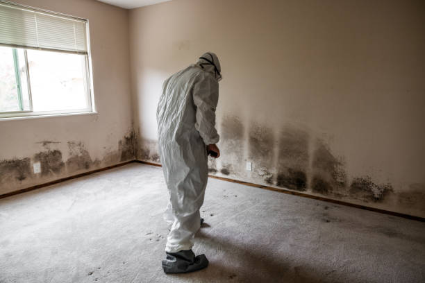 Asbestos and Lead Testing During Mold Inspection in Blue Jay, OH