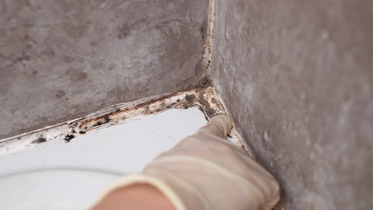 Professional Mold Removal in Blue Jay, OH